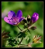 Fleurs_28