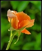 Fleurs_29