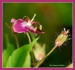 Fleurs_30