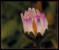 Fleurs_33