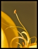 Fleurs_35