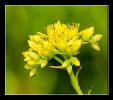 Fleurs_38