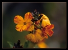 Fleurs_39