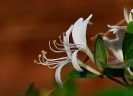 Fleurs_3