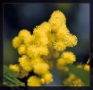 Fleurs_40