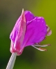 Fleurs_42
