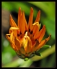 Fleurs_43