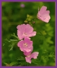 Fleurs_44