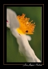 Fleurs_45