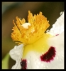 Fleurs_46