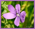 Fleurs_47