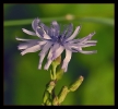 Fleurs_48