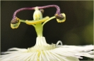 Fleurs_4
