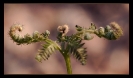 Fleurs_50