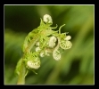 Fleurs_51