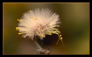 Fleurs_52