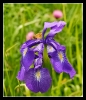 Fleurs_53