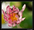 Fleurs_55