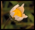 Fleurs_57
