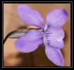 Fleurs_58