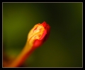 Fleurs_59