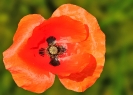 Fleurs_5