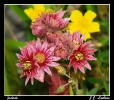 Fleurs_60