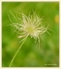 Fleurs_61