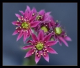 Fleurs_62