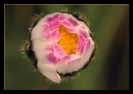 Fleurs_63