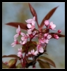 Fleurs_64