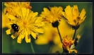 Fleurs_67