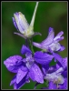 Fleurs_68