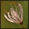Fleurs_69