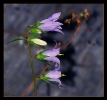 Fleurs_6