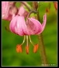 Fleurs_70