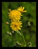 Fleurs_71