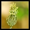 Fleurs_73