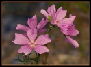 Fleurs_74