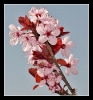 Fleurs_75