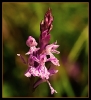 Fleurs_76