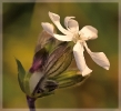 Fleurs_77