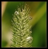 Fleurs_78
