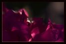 Fleurs_79