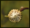 Fleurs_7