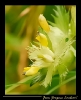 Fleurs_83