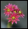 Fleurs_84