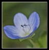 Fleurs_86