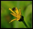 Fleurs_87