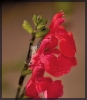 Fleurs_89